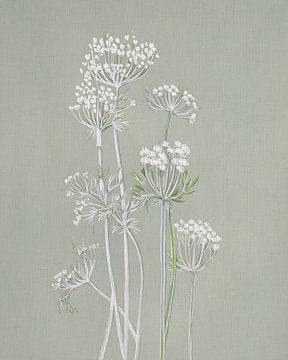 Botanische collage: Schermbloemen in de berm van Studio Pieternel