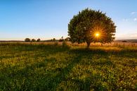 Evening sun in the lime tree by Daniela Beyer thumbnail