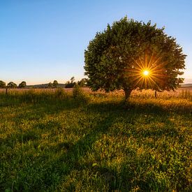Evening sun in the lime tree by Daniela Beyer