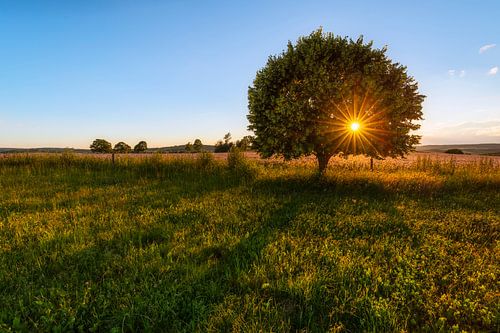 Abendsonne in der Linde von Daniela Beyer