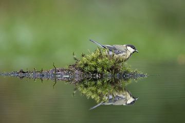 Great Tit Reflection by Apple Brenner