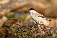Mésange nonnette