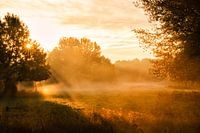 Goldener Morgen