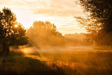 Goldener Morgen von Hans Vellekoop