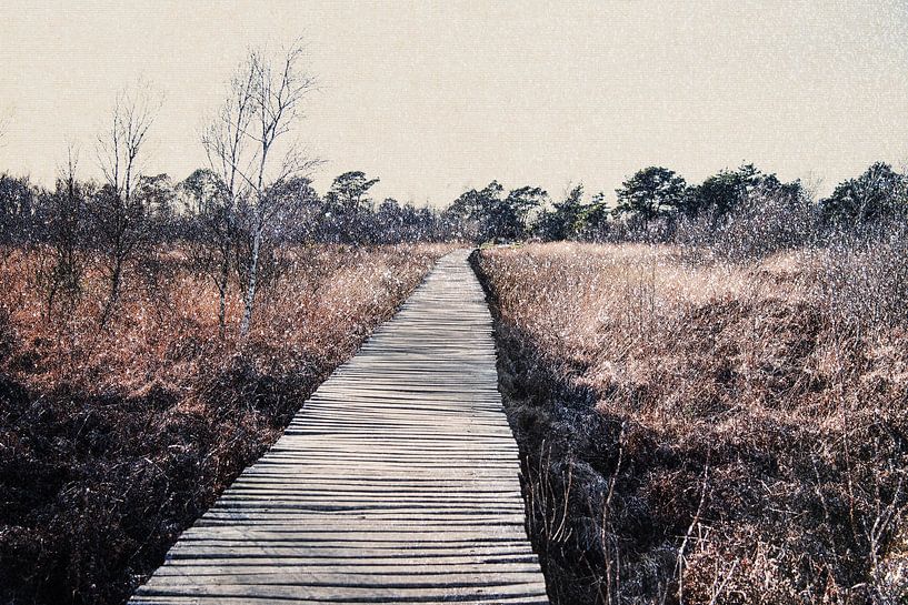 National Park De Groote Peel nature reserve by Imaginative