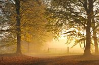 Herfstlicht van Willem van Leuveren Fotografie thumbnail