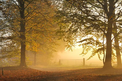 Herfstlicht