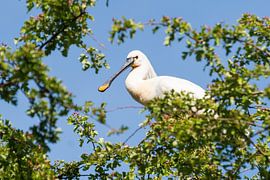 Lepelaar hoog in de boom