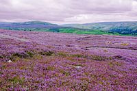 Heideblüte in den Yorkshire Dales