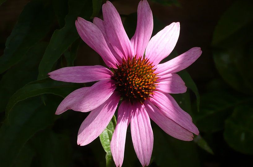 Chapeau de soleil rose par Monique Maessen-Demoet