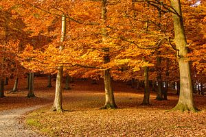 autumn sur Heinz Grates