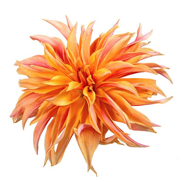 Dahlia en fleur sur fond blanc par ManfredFotos