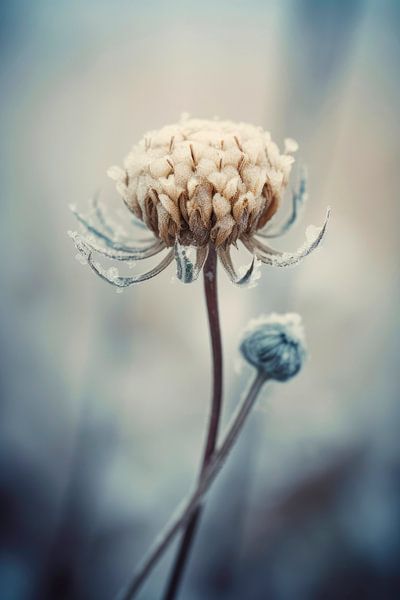 Frozen Flower No 3 by Treechild
