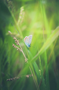 De vlinder in de prachtige zomerse groene natuur.