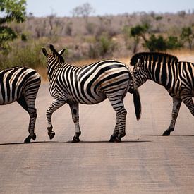 Zuid-Afrikaans zebrapad van Timba Art