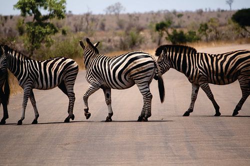 Passage zébré en Afrique du Sud