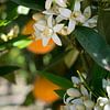 Weiße Orangenblüten und Blätter im Frühling von Adriana Mueller