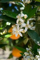 Witte oranje bloesems en bladeren in de lente