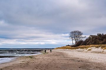 Kribben aan de kust van de Oostzee op Fischland-Darß van Rico Ködder