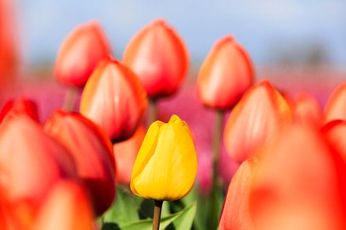 LP 71175377 Tulipes colorées aux Pays-Bas