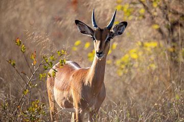 Afrique du Sud | Parc national Kruger | Impala sur Claudia van Kuijk