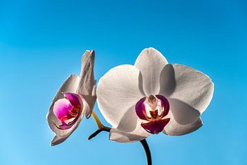 Orchids by Stephan Zaun