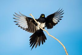 Yellow-billed Magpie (Pica nutalli) by AGAMI Photo Agency