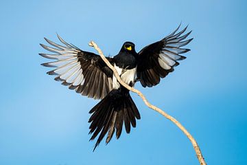 Yellow-billed Magpie (Pica nutalli) van AGAMI Photo Agency