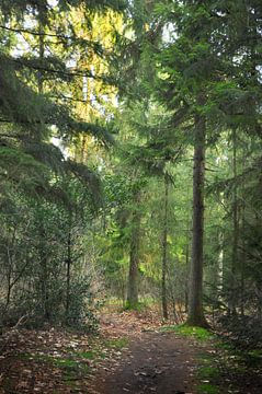 Dennenbomen in het bos van Corinne Welp