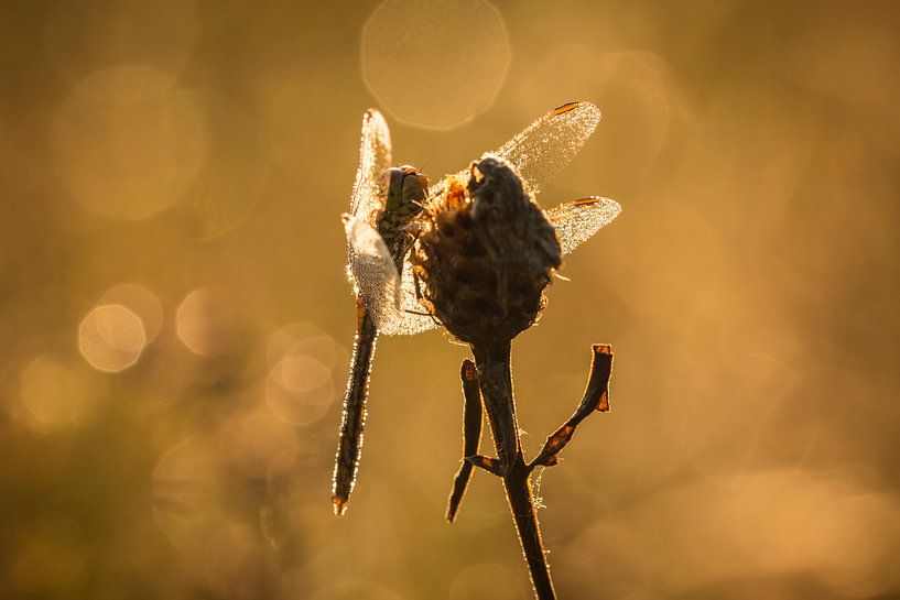Dragonfly Bokeh van Sander Meertins
