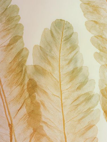 Verträumter Schatten in einem Blätterteppich aus Licht von But First Framing