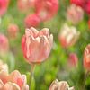 Champ de tulipes roses sur Wendy van Kuler Fotografie