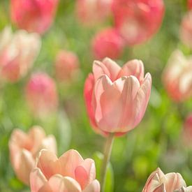 Rosa Tulpenfeld von Wendy van Kuler Fotografie