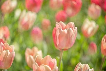 Champ de tulipes roses