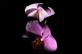 Lielie by mario proeter