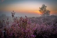 Zonsopgang kleurrijke heide by Richard Reuser thumbnail