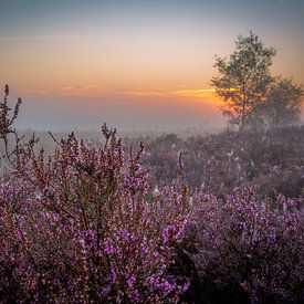 Zonsopgang kleurrijke heide by Richard Reuser