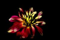 Dahlia