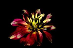 Dahlia sur Ralph Hoeberechts