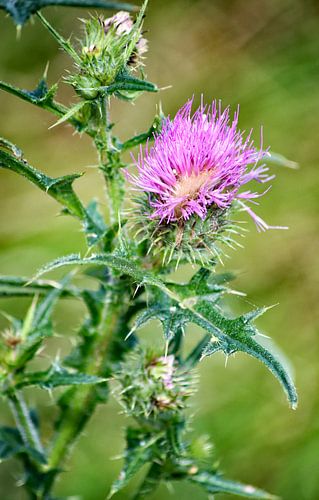 Romantik mit Anreizen