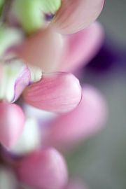 lupine von fantasina