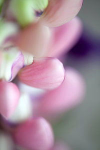 lupine