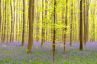 Hyacintenbos met bloeiende wilde hyacinten van Sjoerd van der Wal Fotografie thumbnail