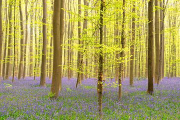 Blauglockenwald mit blühenden wilden Hyazinthen von Sjoerd van der Wal Fotografie