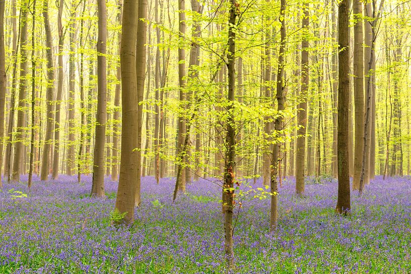 Hyacintenbos met bloeiende wilde hyacinten van Sjoerd van der Wal Fotografie