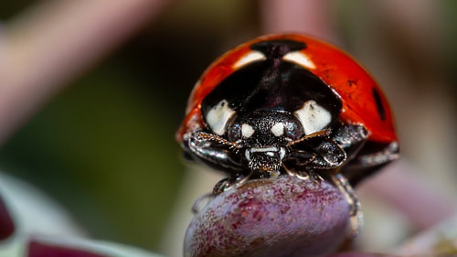 Le Bouclier pourpre