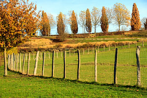 Herbstliche Pappeln