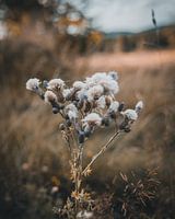 Bloem
