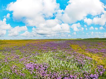 Flowering sea lavender on Boschplaat Terschelling by Jan Huneman