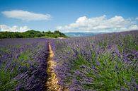 Valensole, Provence, Frankrijk, Frankrijk van Vincent Xeridat thumbnail